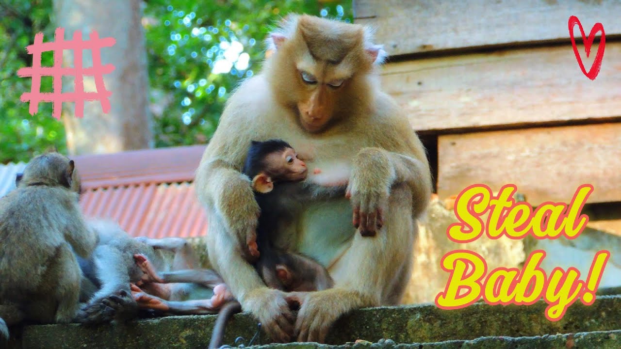Rose’s lost her baby and now become a kidnapper’s babies. @monkeynaturekh