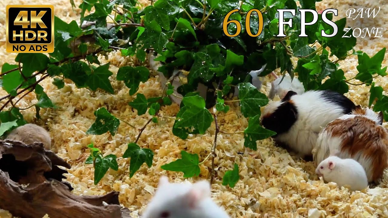 [NO ADS, NO AI] CAT TV 😺 for Cats to Watch: Guinea Pigs & Tiny Mice Under Green Leaves 🐭4K HDR 60FPS