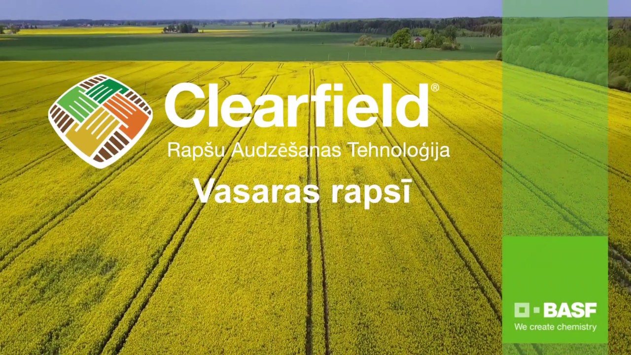 Clearfield vasaras rapsis &ndash; vislabākā izvēle, kas atmaksājas | BASF