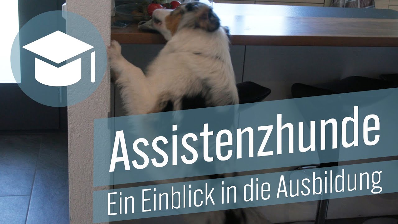 Assistenzhunde – Ein Einblick in die Ausbildung | Studentenfilme | Studio 1