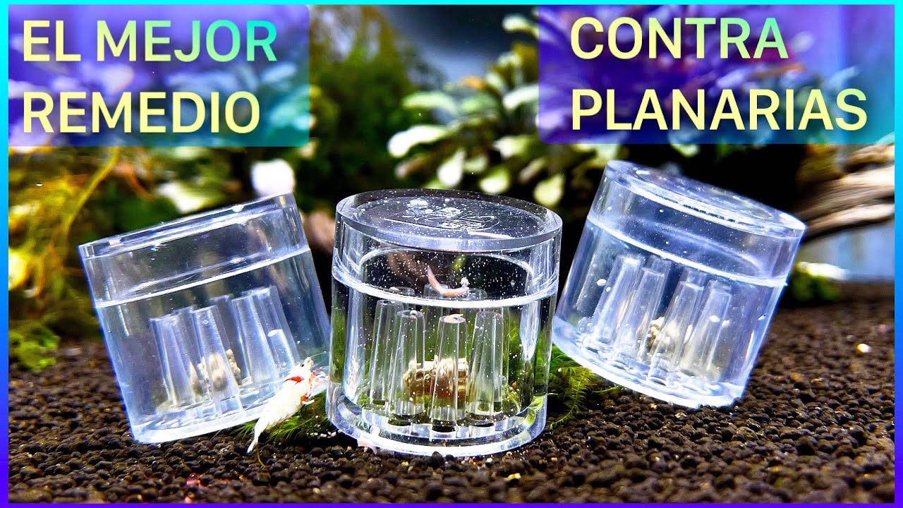 COMO ELIMINAR PLANARIAS DE NUESTROS ACUARIOS