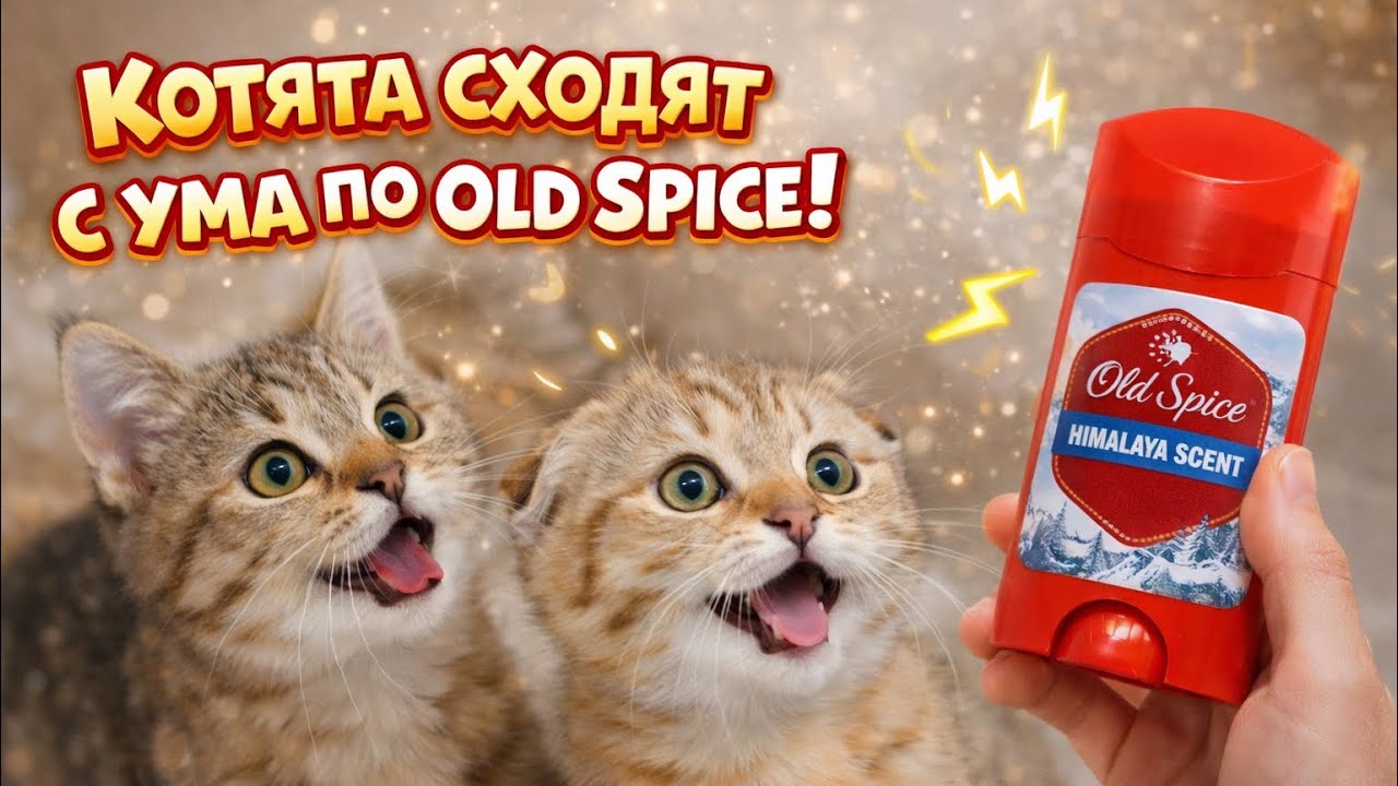 Котята сходят с ума от Олд Спайса 😁