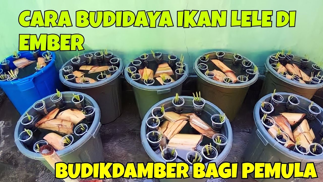 CARA BUDIDAYA IKAN LELE DI EMBER || BUDIKDAMBER BAGI PEMULA, LEBIH MENGHASILKAN