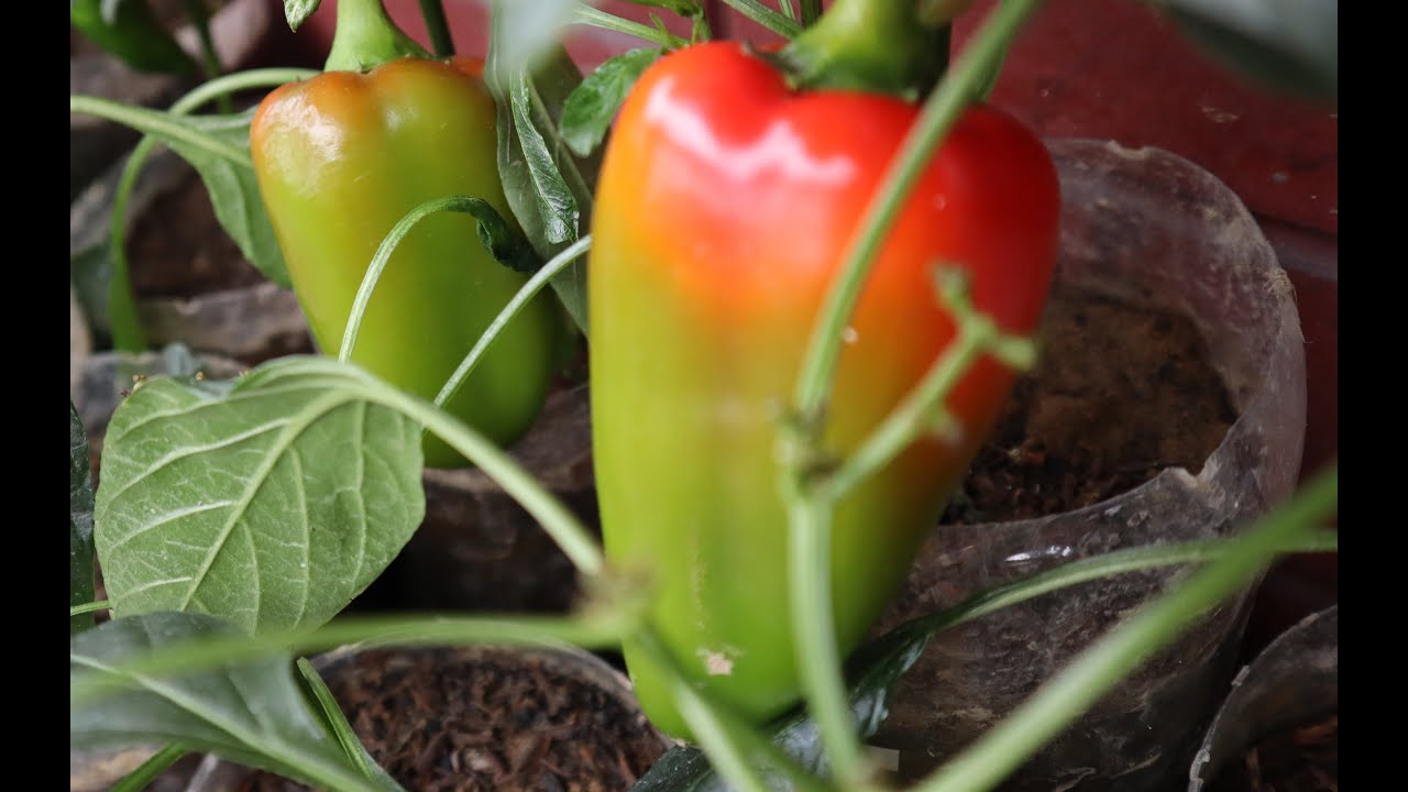 BELL PEPPER SA PLASTIC BOTTLE (Home Gardening)
