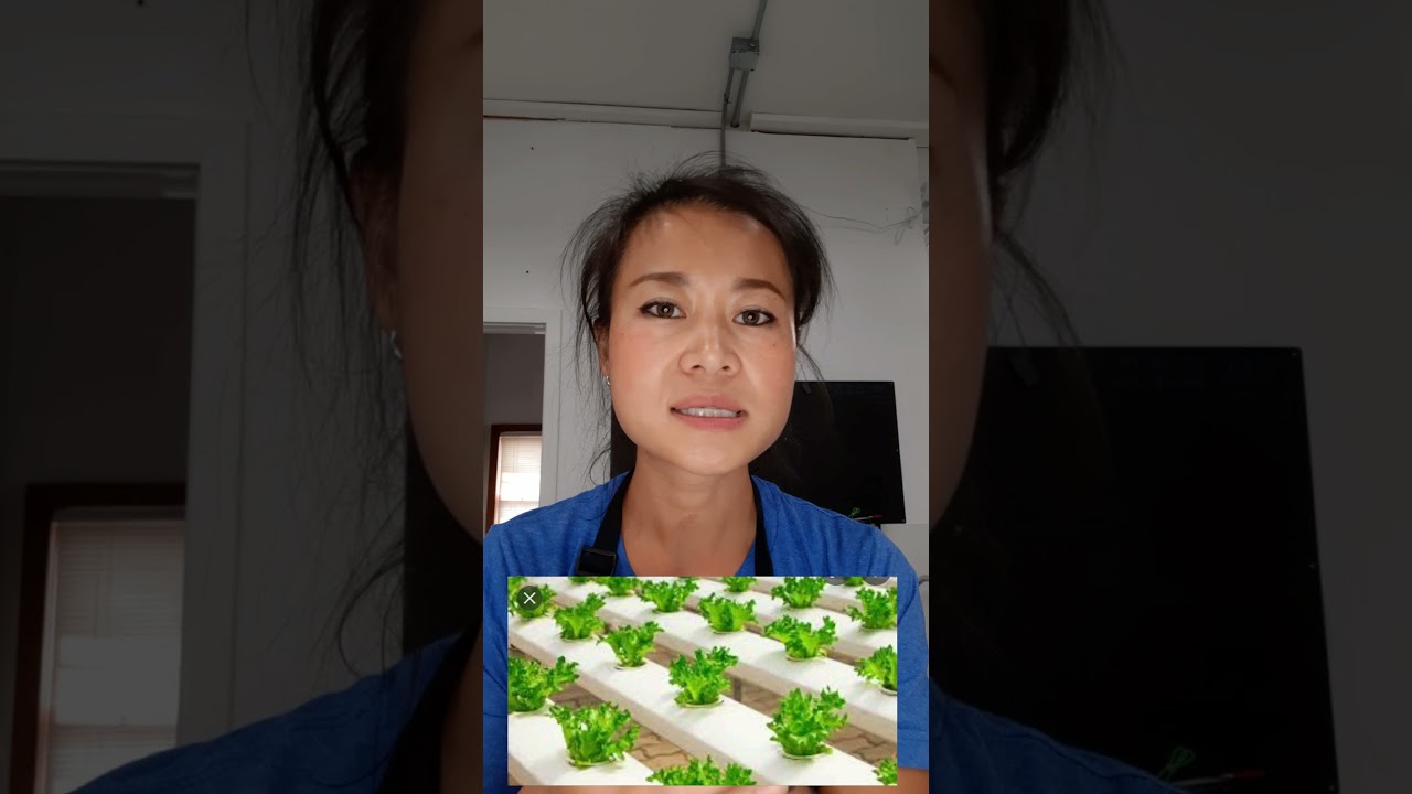 Hydro 101: Lettuce inner tipburn, Ca. inavailability and air flow