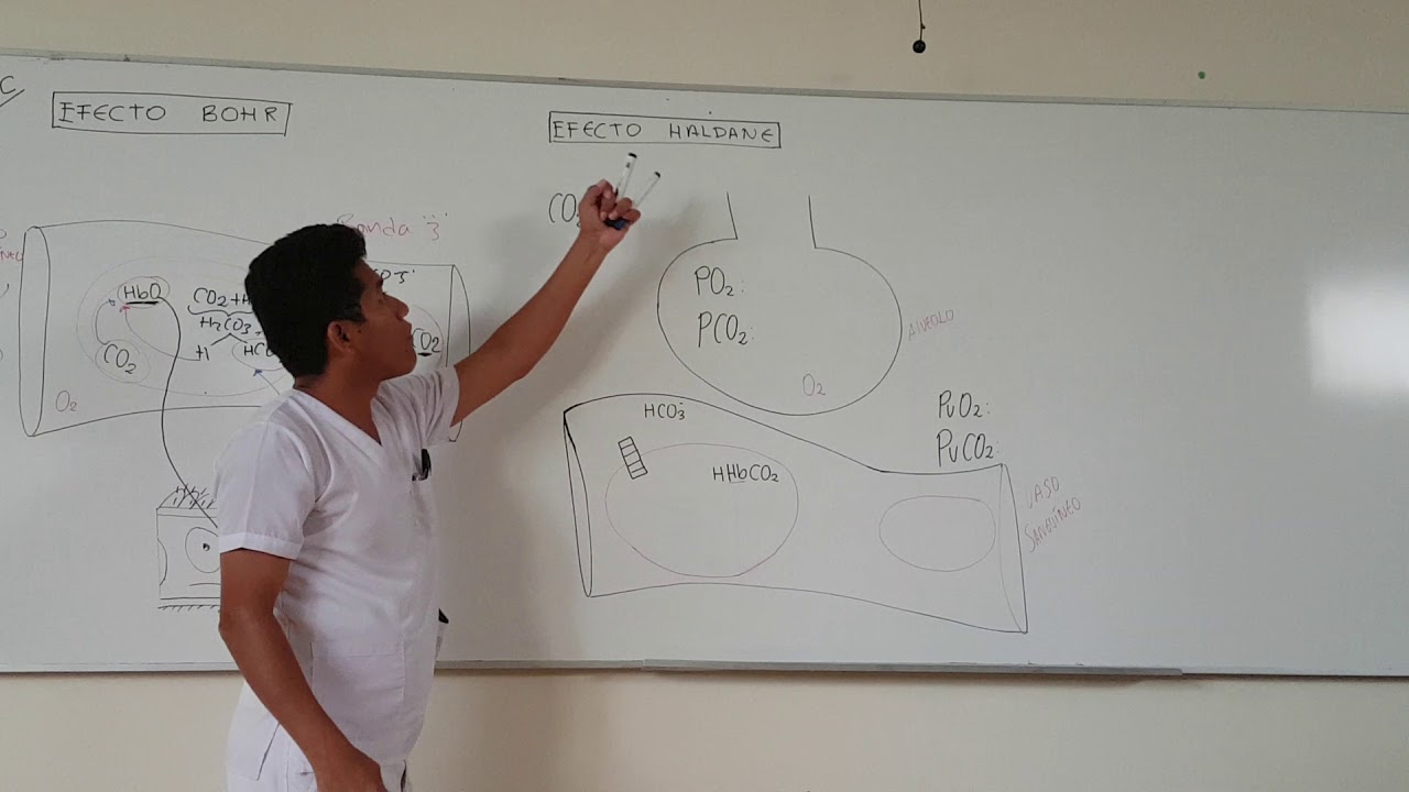EFECTO BOHR Y EFECTO HALDANE/ NEUMOFISIOLOGÍA/ Nizama C.