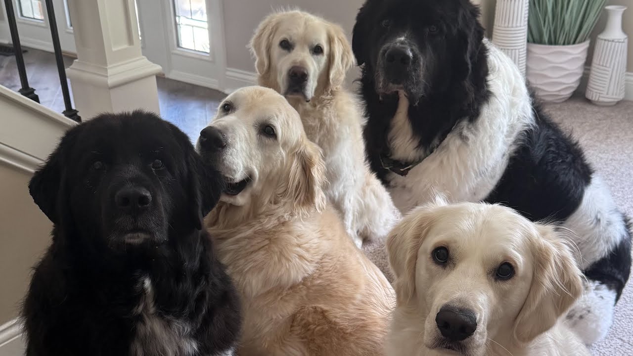 Shenanigans with my Golden Retrievers & Newfoundland dogs