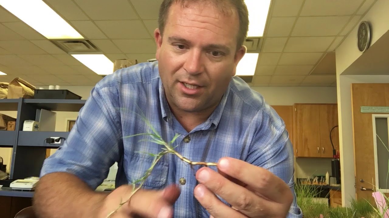Seashore Paspalum ID