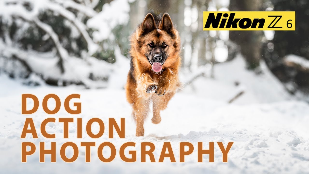 How to: Dogs in action photography - Nikon Z6