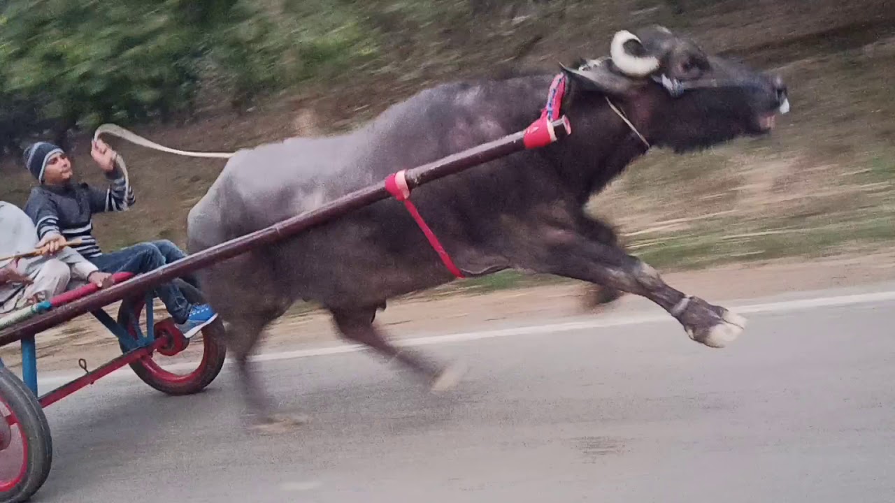 Part 2 jhota race /Raja Jhota /subscribe
