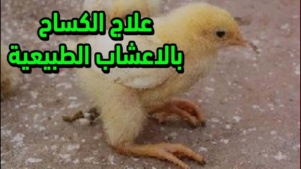اعشاب لعلاج الكساح عند الدجاج والكتاكيت و  الطيور وتعمل علي الوقاية و العلاج من عمر يوم بدون تكاليف