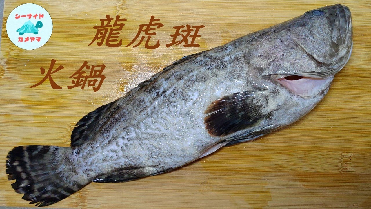 石斑魚火鍋 養殖的龍虎斑料理