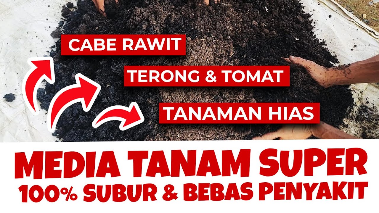 100% SUBUR & BEBAS PENYAKIT. MAU.❓❓ MEDIA TANAM SUPER UNTUK CABE RAWIT, TOMAT & TERONG, TANAMAN HIAS