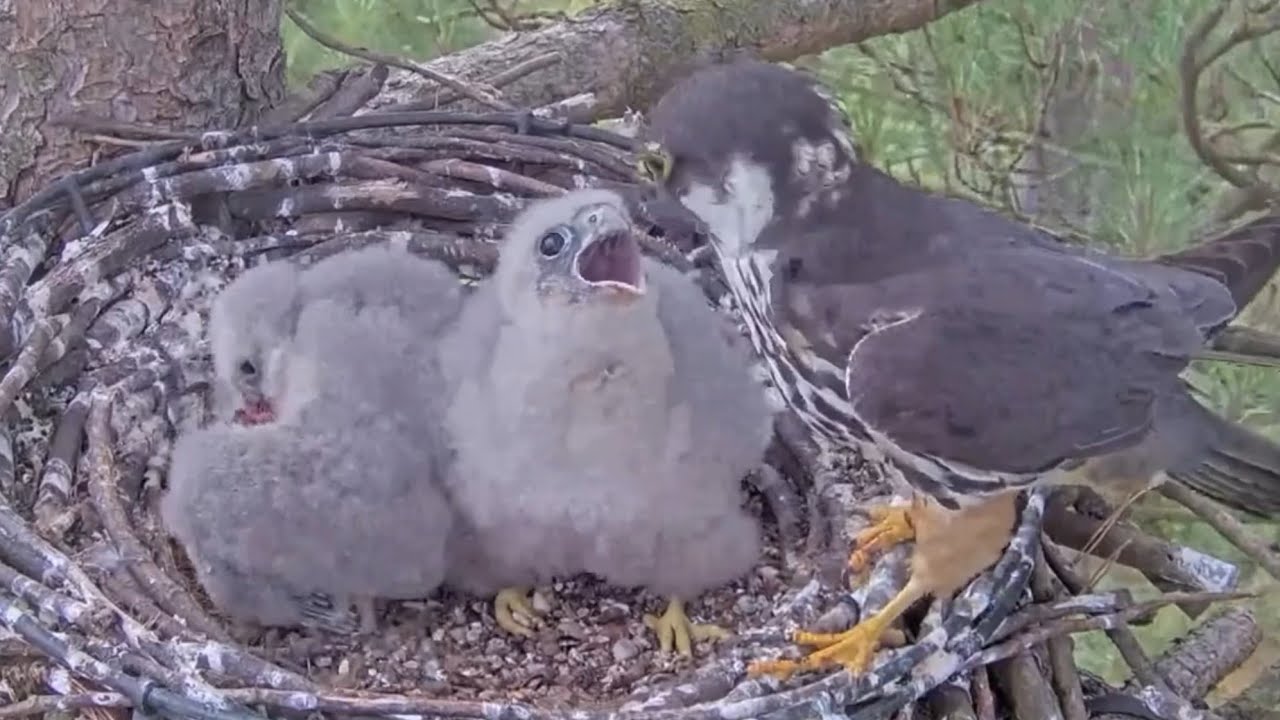 Big chick angry after small chick steal food | Southern UK Hobby | Aug 1, 2025