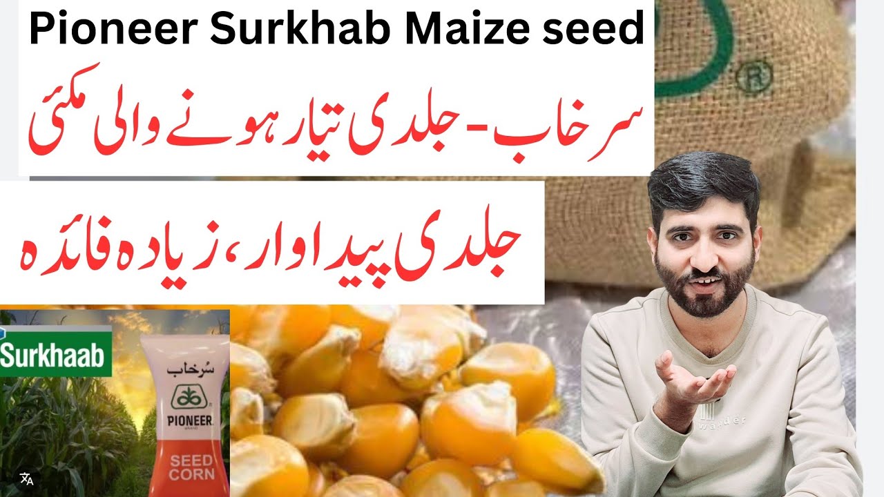 Pioneer Surkhab Maize Full Review | Early Maturity Hybrid Corn | Best Choice for Timely Sowing