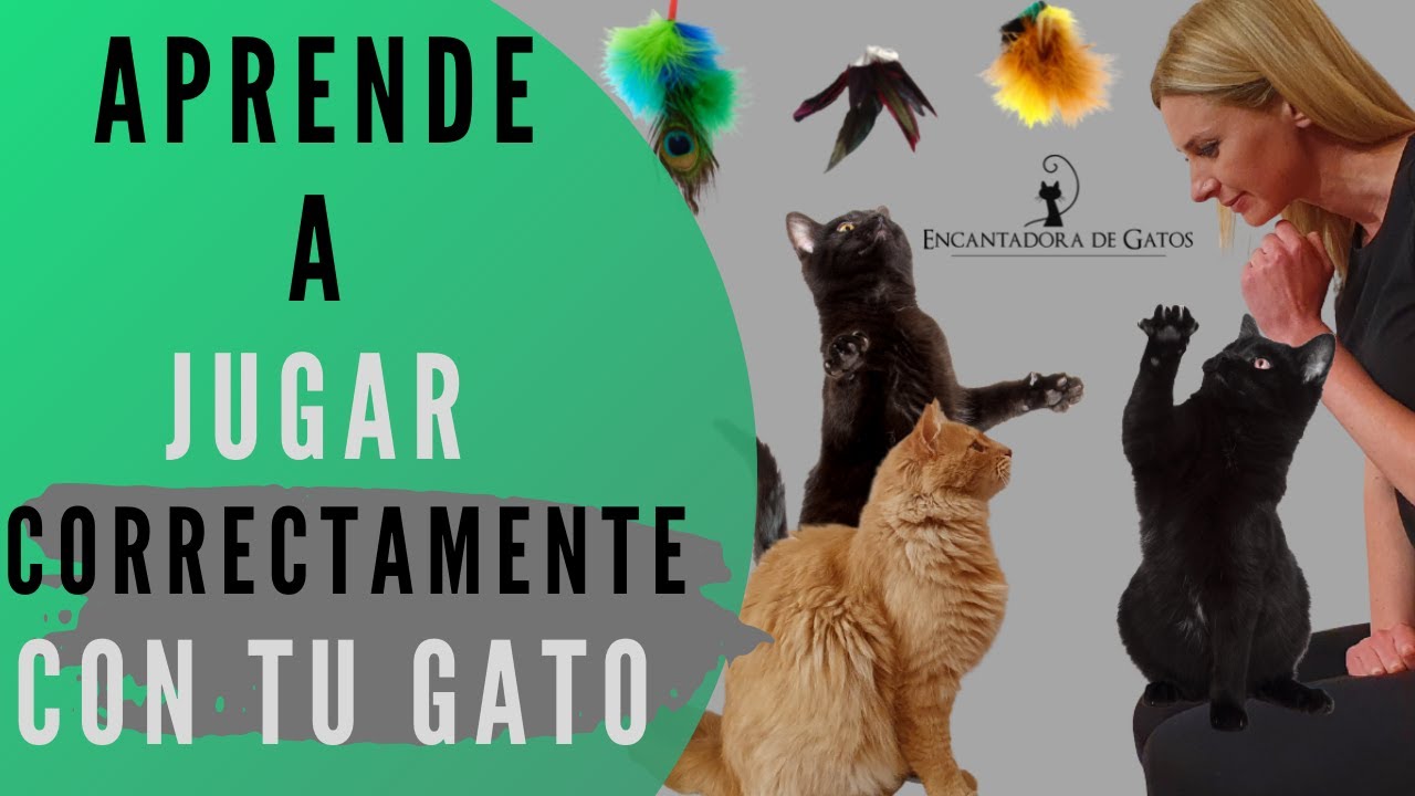 CÓMO JUGAR CORRECTAMENTE CON UN GATO | Encantadora de Gatos