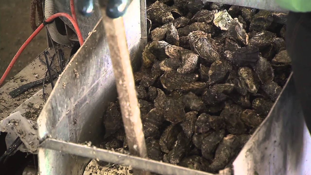 Fishfiles All Access On Location at the Coffin Bay Oyster Farm