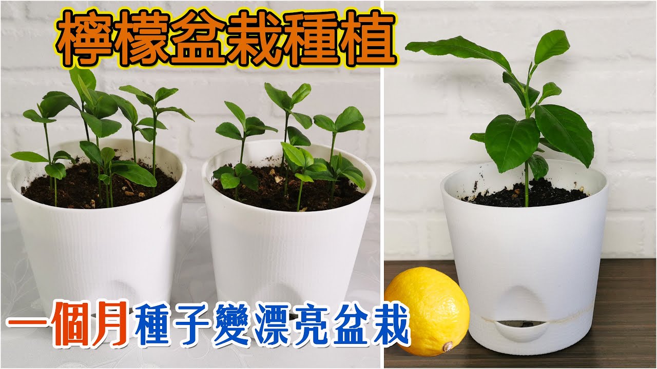 檸檬籽別丟掉了，可種成漂亮的檸檬盆栽哦~|檸檬樹生長日記|分享種植過程和方法🌈🪴