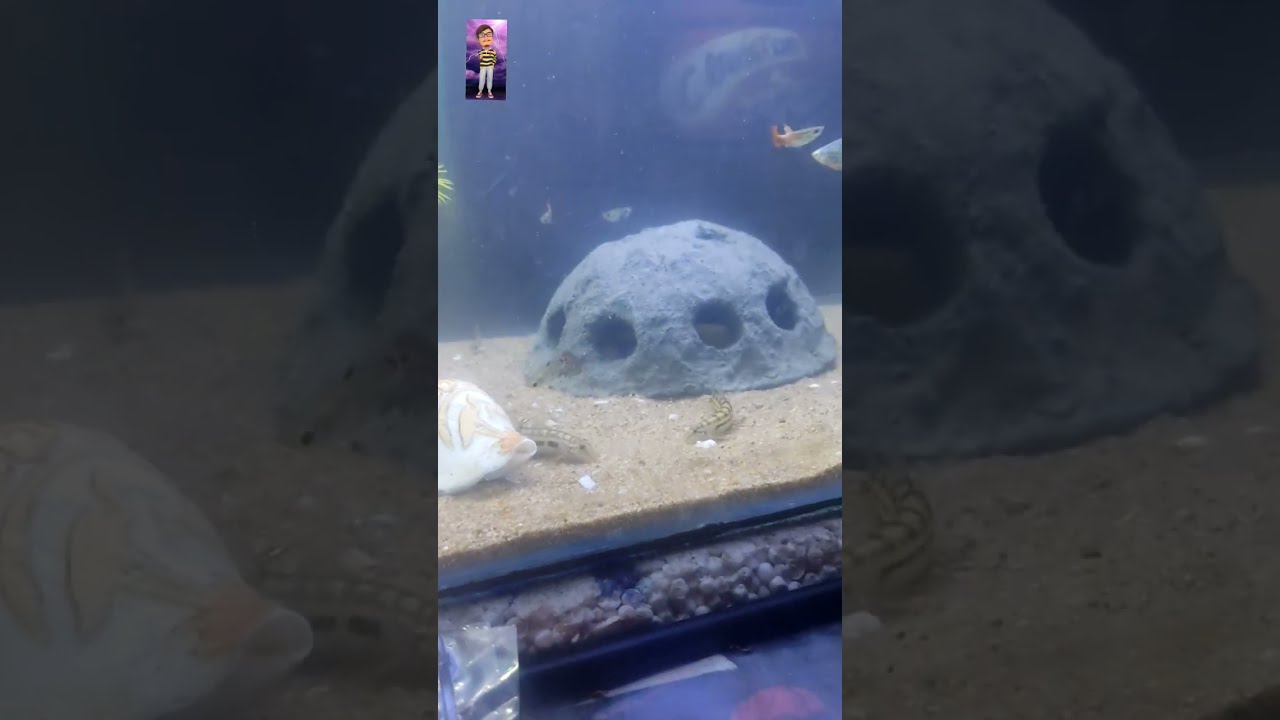 cobitis biwae fish 🤔 #aquarium #viral #shorts #bettafish