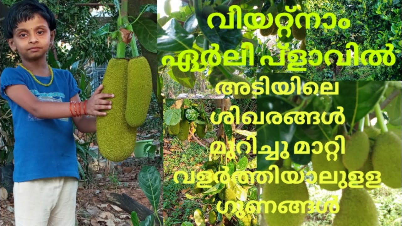 വിയറ്റ്നാം ഏർലി പ്ളാവ് അടിയിലെ ശിഖരങ്ങൾ മുറിച്ചുമാറ്റി വളർത്തിയാൽ.|jackfruit farming