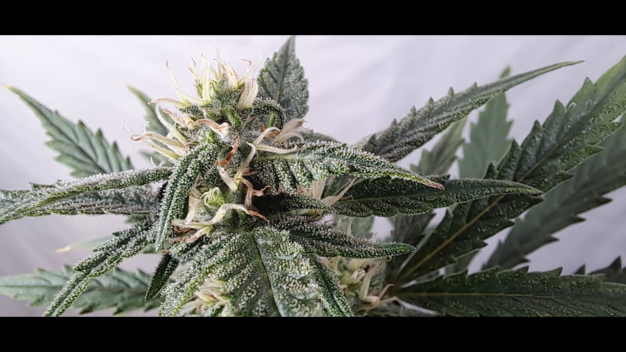 STH Bud to Harvest - Sour Diesel Auto