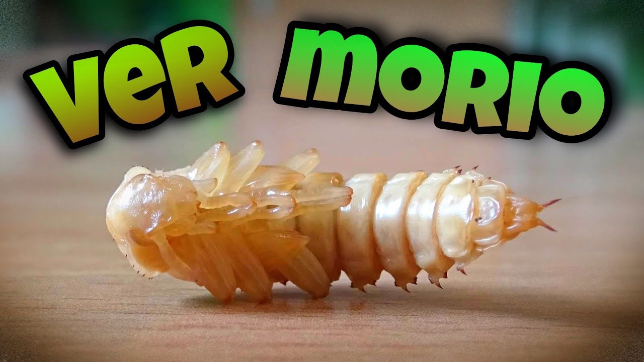 80 JOURS POUR TRANSFORMER CET INSECTE, COMMENT TRANSFORMER DES VERS DE MORIOS  O.E n°109