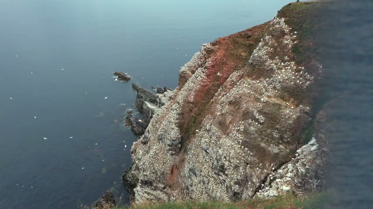 Troup Head, Aberdeenshire, Scotland - 10 July 2025