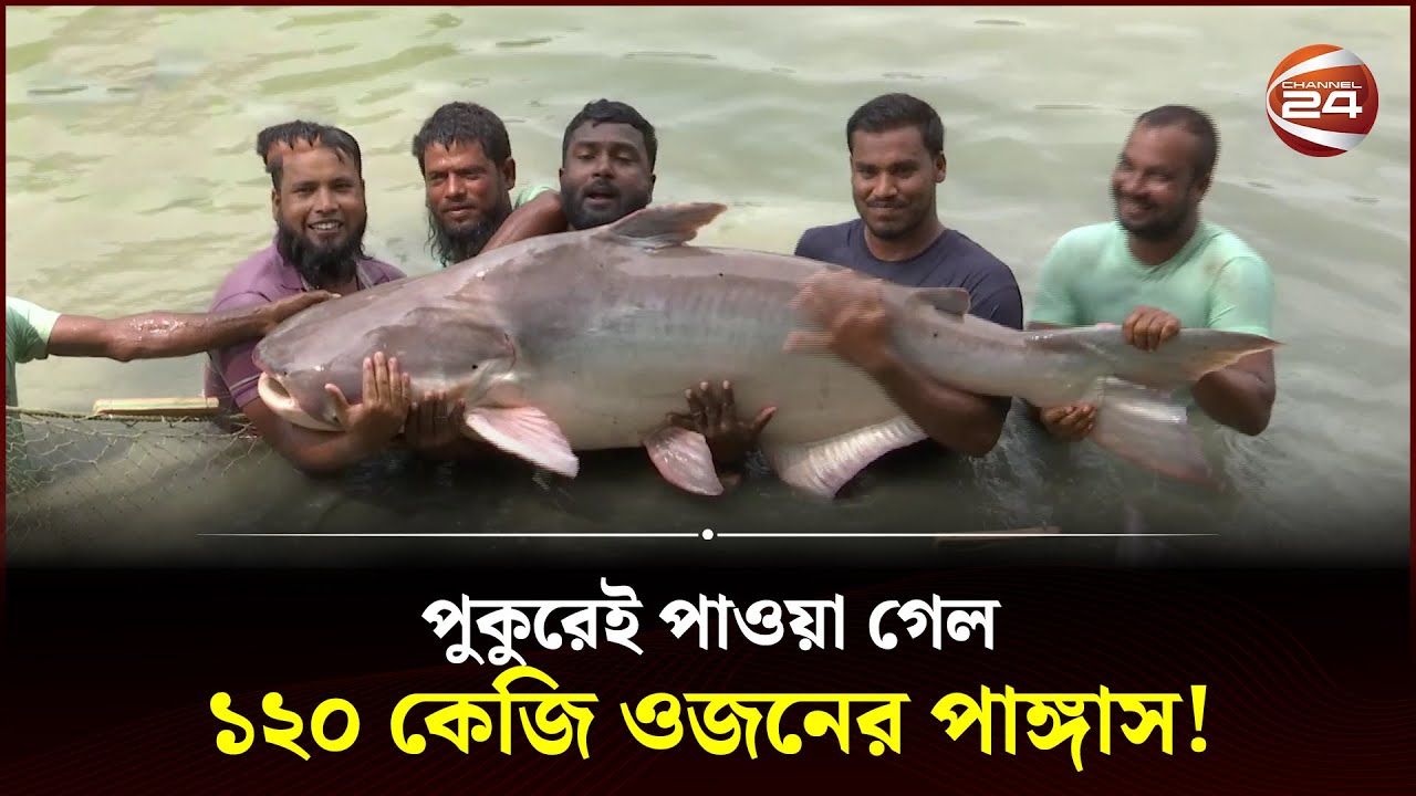 একটি পাঙ্গাসের ওজন ১২০ কেজি! | Pangas Mach | Bangladesh | Channel 24