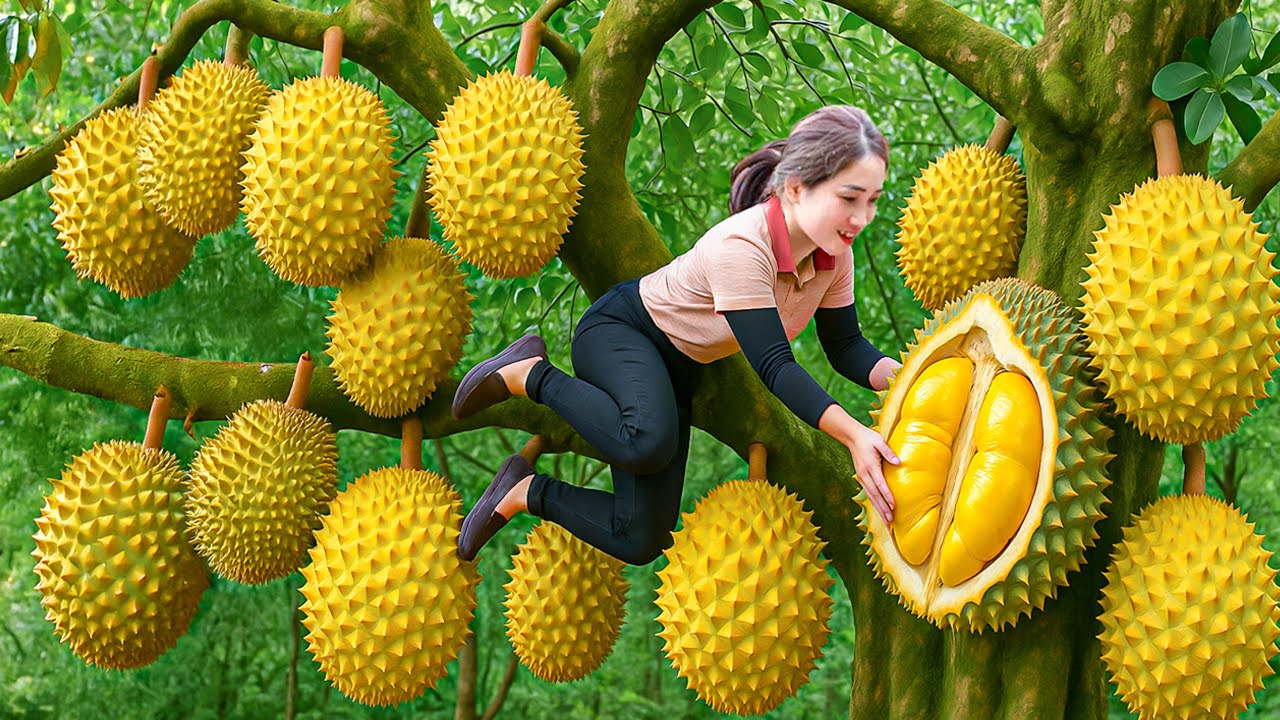 Harvesting 1000kg Rare Musang King Durian, Grilling Whole Fruit Over Wood Fire | Unique natural dish