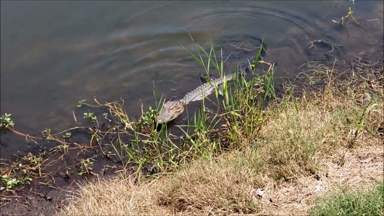 Prehistoric Pond