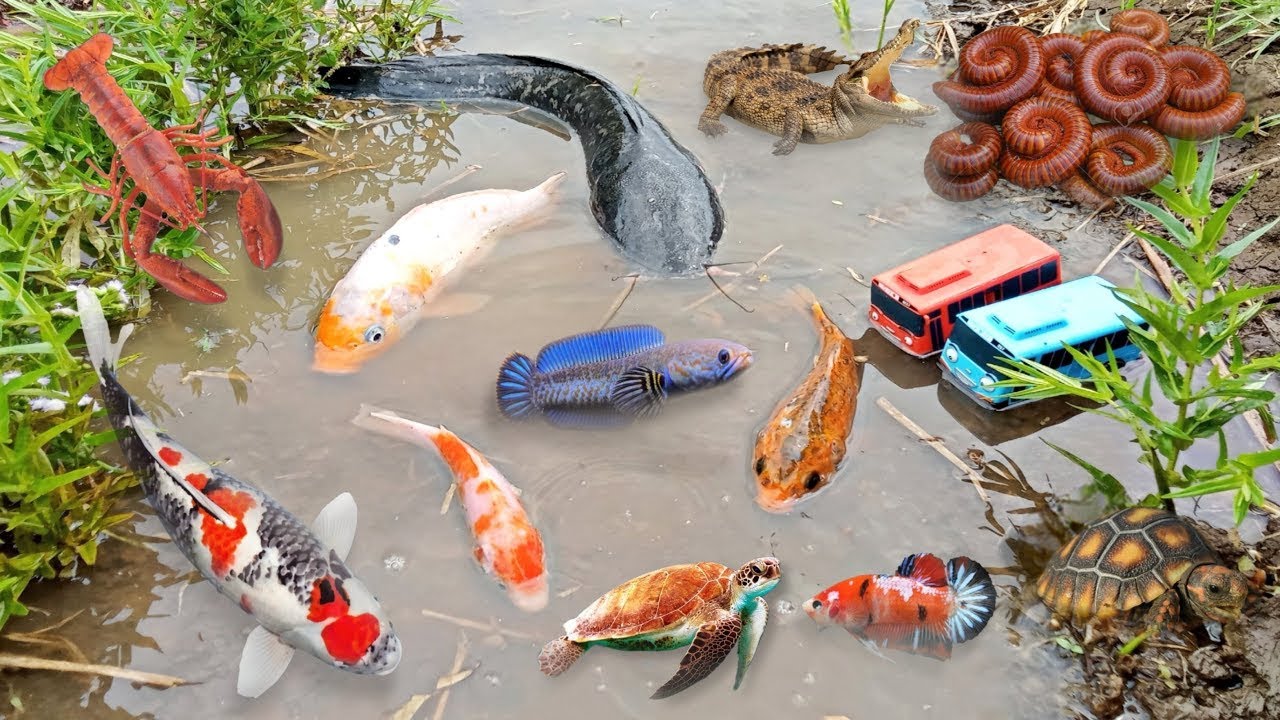 The incredible catch colorful aquarium fish in small pond: pencil fish, blue guppy, eel, baby turtle
