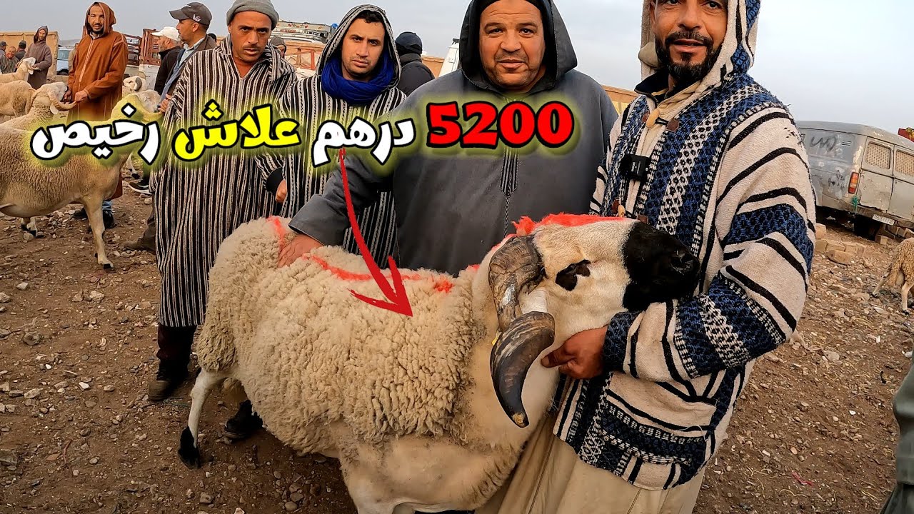 المرا حنتات رجالة فالبيع و الشرا فسوق الفقيه بن صالح مع ثمن الأغنام بتاريخ 20/03/2024