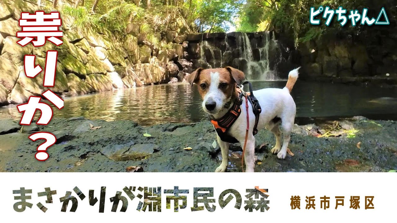 【まさかりが淵市民の森】横浜市とは思えない！ワンコと楽しい水遊び・・・でもパパ大惨事！ 伝説の祟りかぁ？　#ジャックラッセルテリア🐶