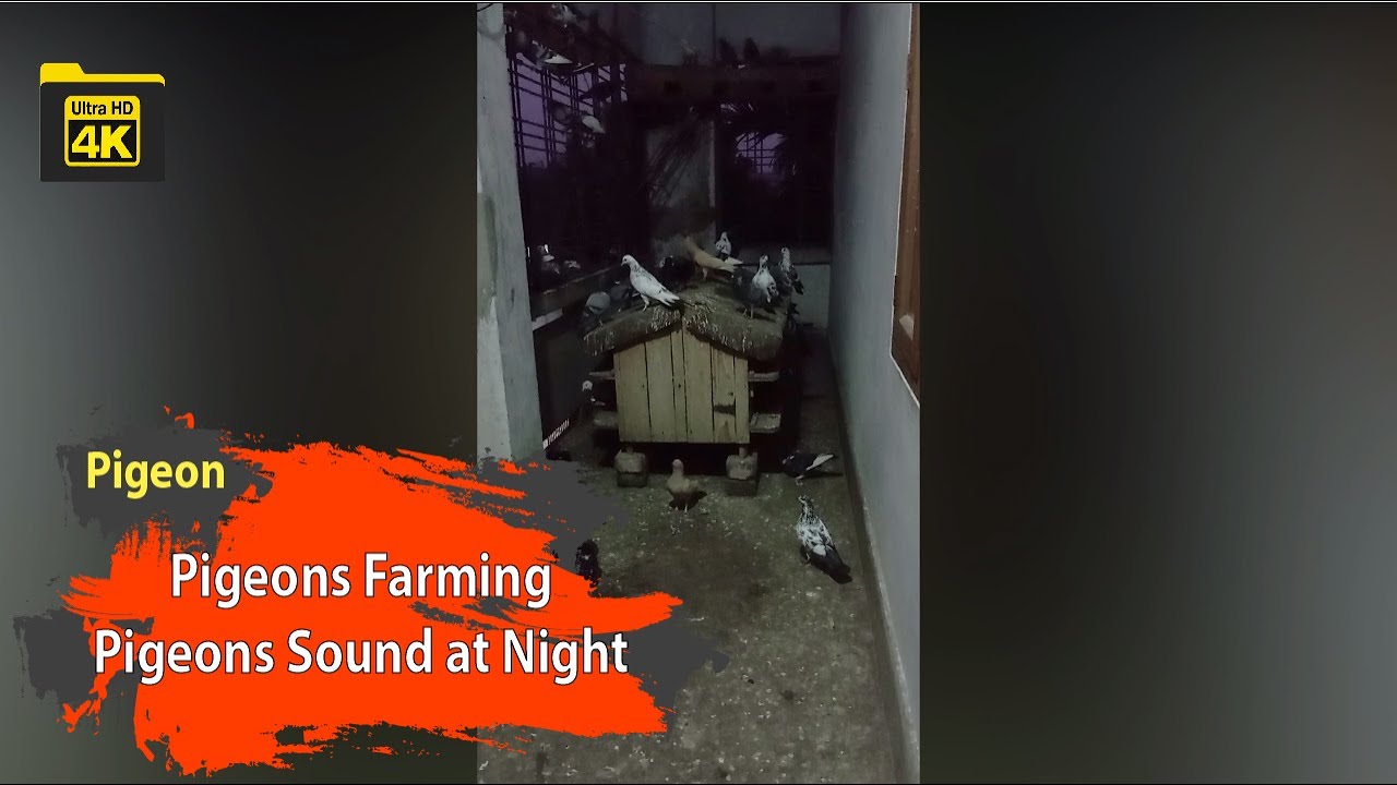 Pigeons Farming at Home Pigeons Sound at Night Pigeon 4k Sound Video