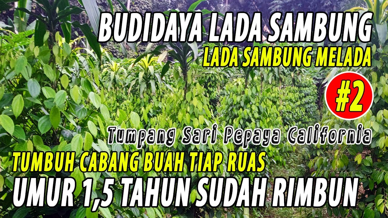 BUDIDAYA LADA SAMBUNG x LADA INDIA/SRILANKA x LADA TEKKEN x LADA NATAR x LADA CIINTEN DLL