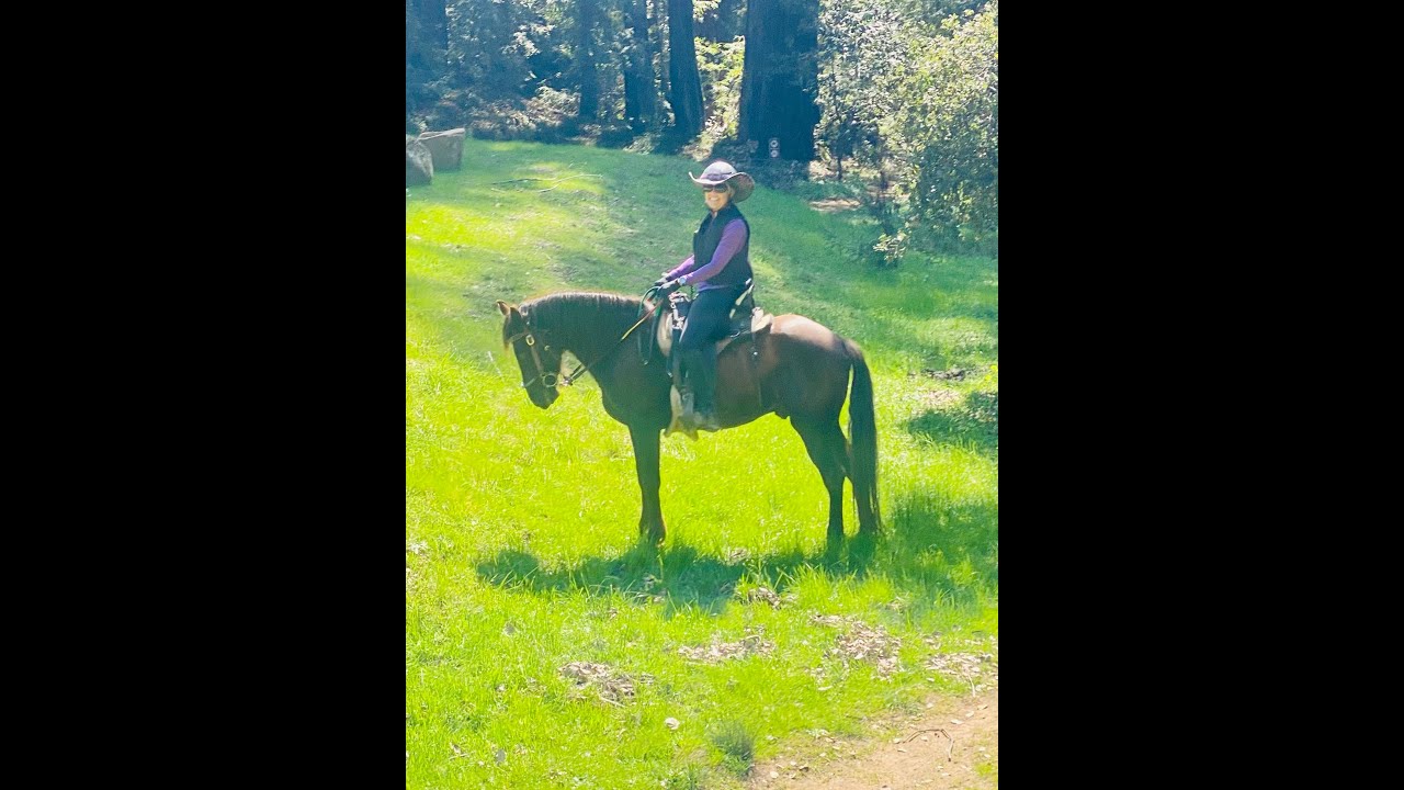 The Gaited Horse that Trots -Gaited Horse Training