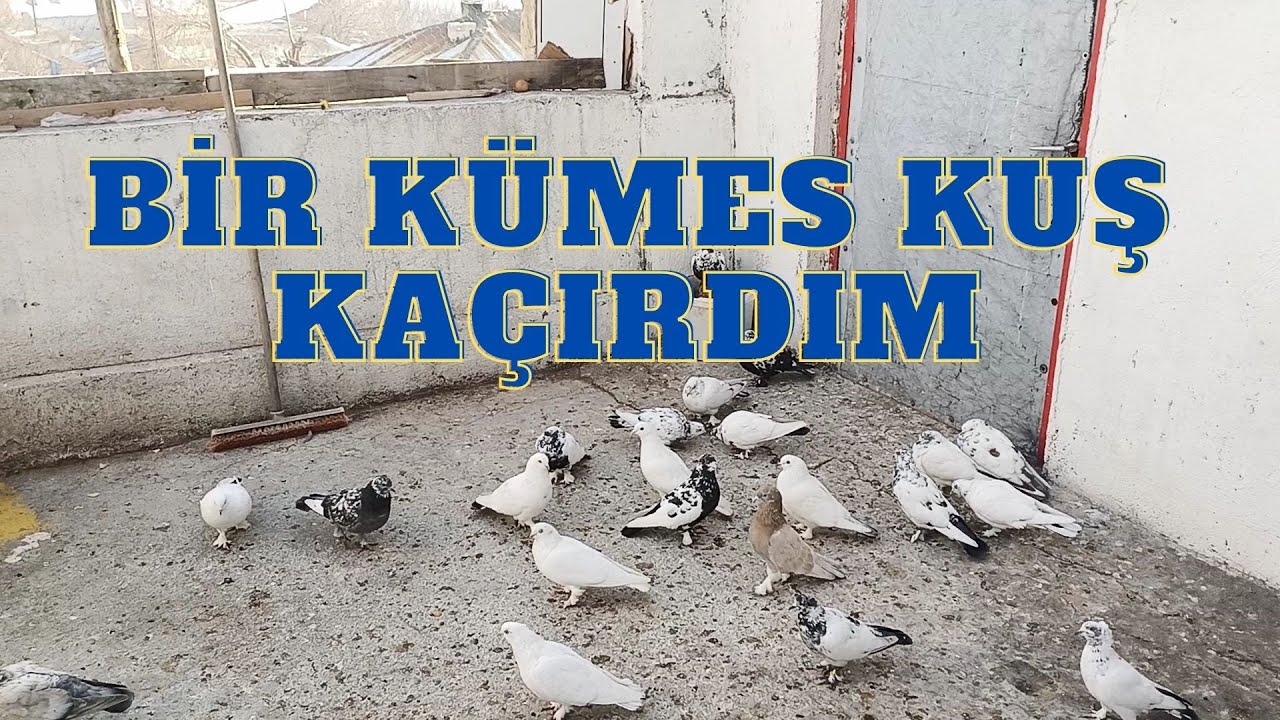 ÇILGINLIĞIN BU KADARIDA AHMAKLIKTIR BİR KÜMES KUŞ KAÇTI