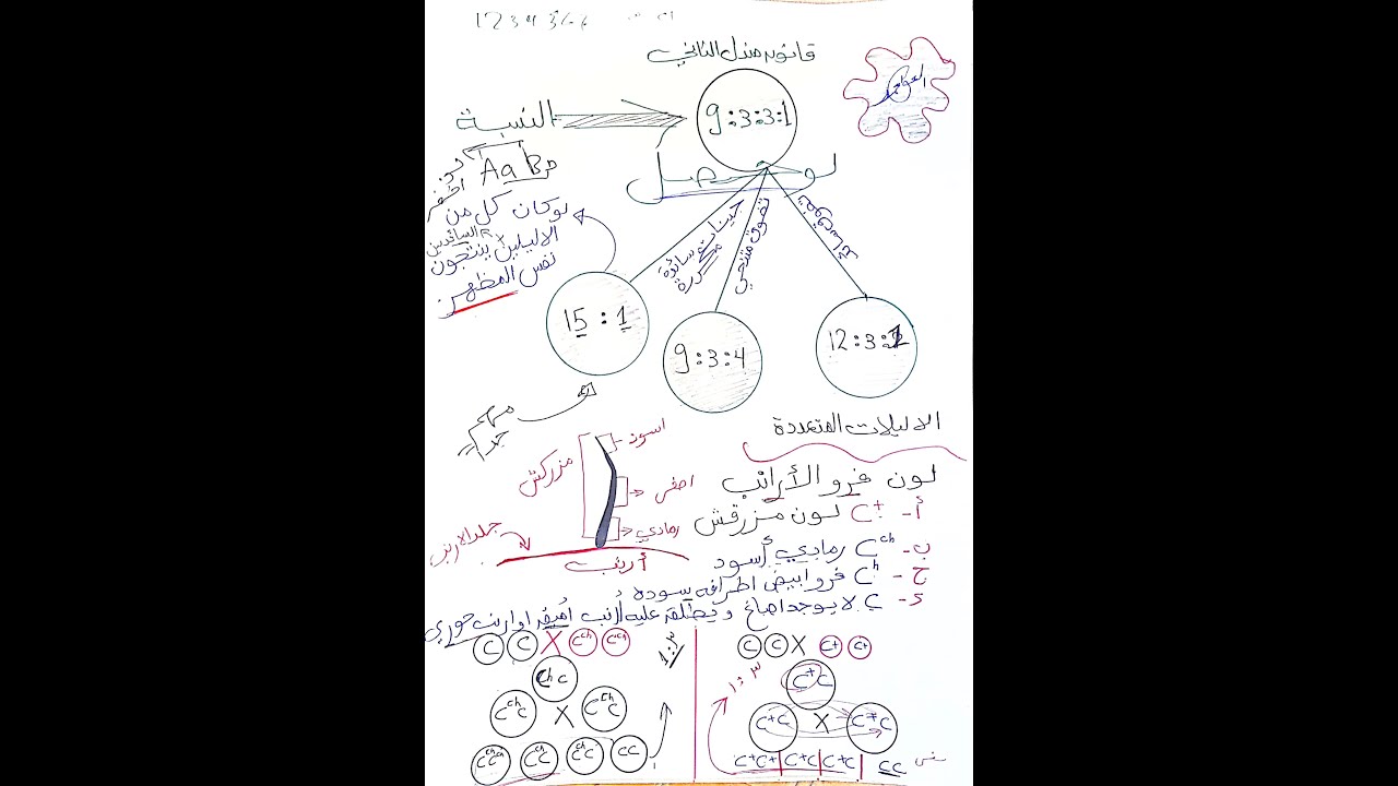 الاليلات المتعددة -وراثة