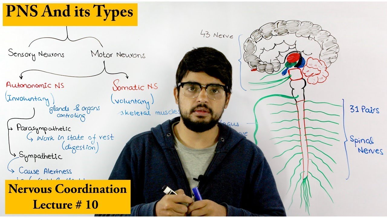 Peripheral Nervous System | PNS |