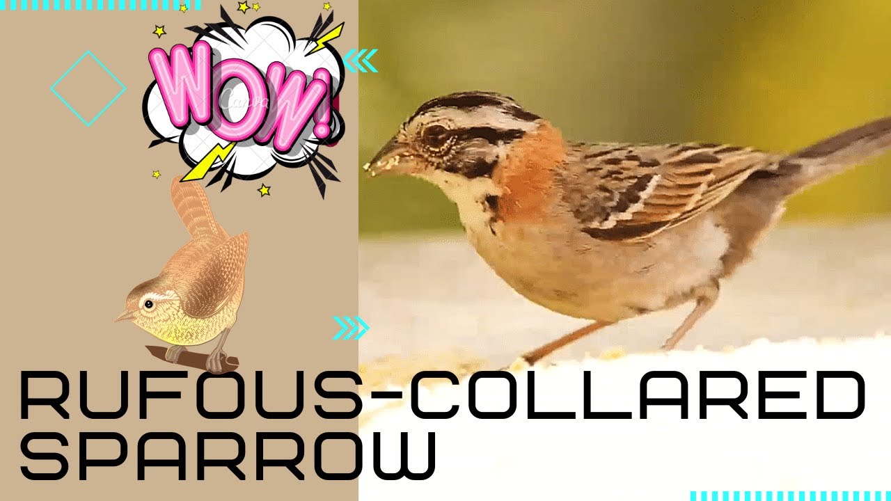 Rufous-collared Sparrow facts  | Andean Sparrow
