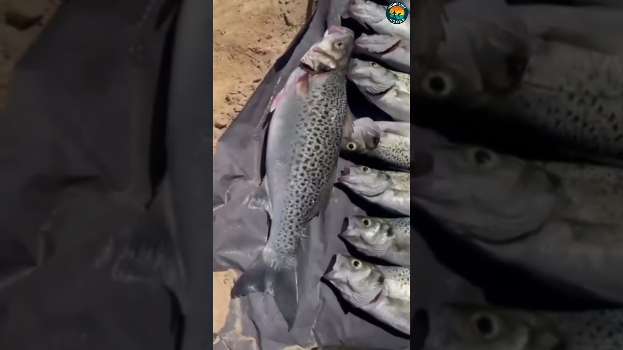 Look at this Spotted Seabass haul! 🐟✨