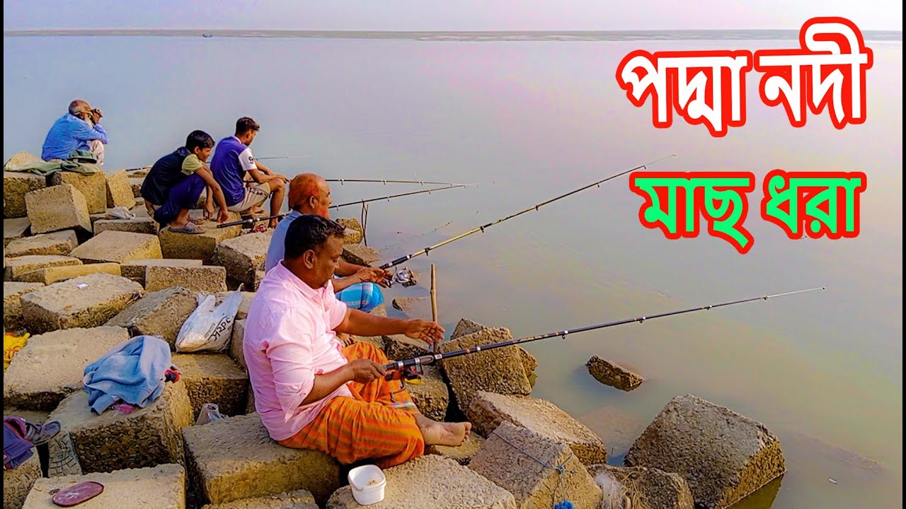 পদ্মা নদীতে ছিপে কেমন মাছ ধরা চলছে কেমন মাছ পেল শিকারীরা দেখুন একবার