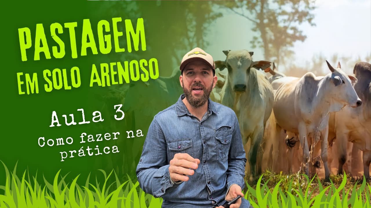 Curso de pastagem em solo arenoso / Aula 3 - Como manejar na prática