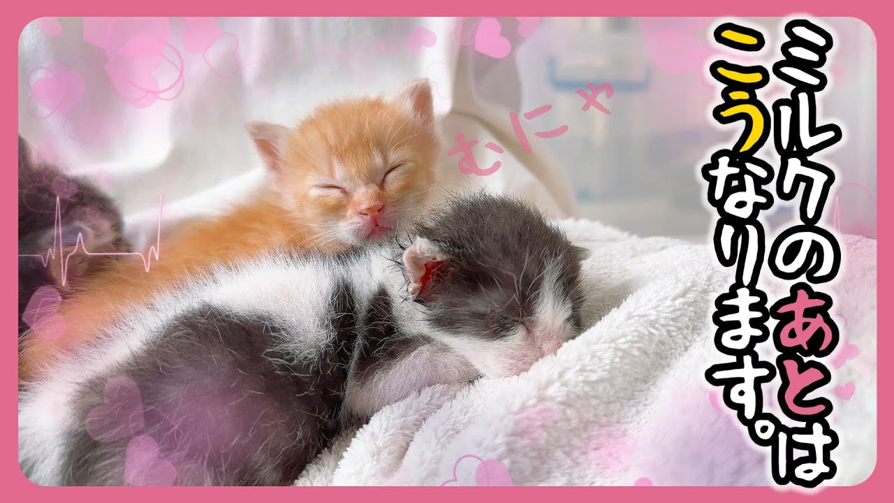 【子猫】チッチ中気持ちよすぎてウット～リしちゃう子猫 みんなでミルクも飲んでるよ～【保護猫生活18日目】