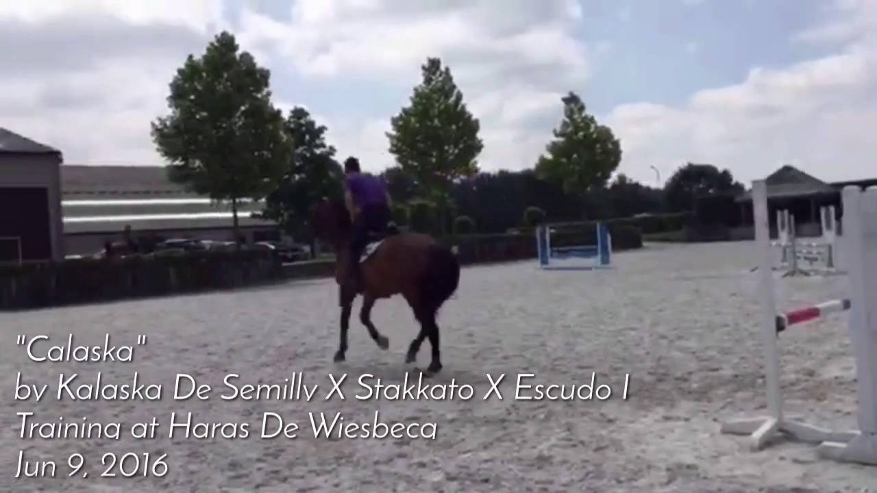 Calaska jump training in Wisbecq ridden by Brecht Bille