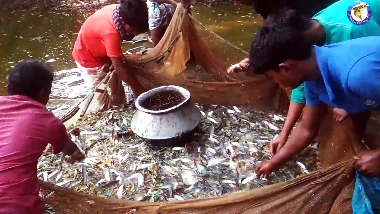 Amazing Fishing by Net | Traditional Net Fishing | Natural Fishing BD