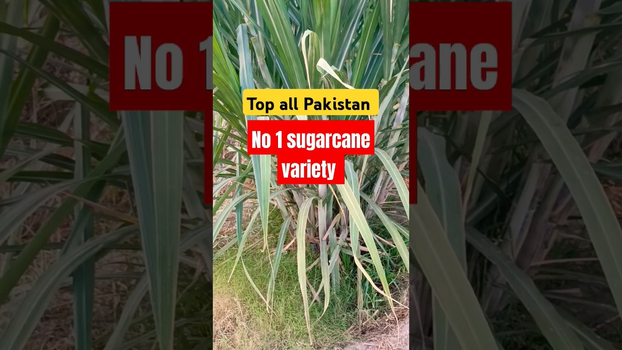 sugarcane highest yielding variety | Sugarcane best variety | New sugarcane variety #sugarcane