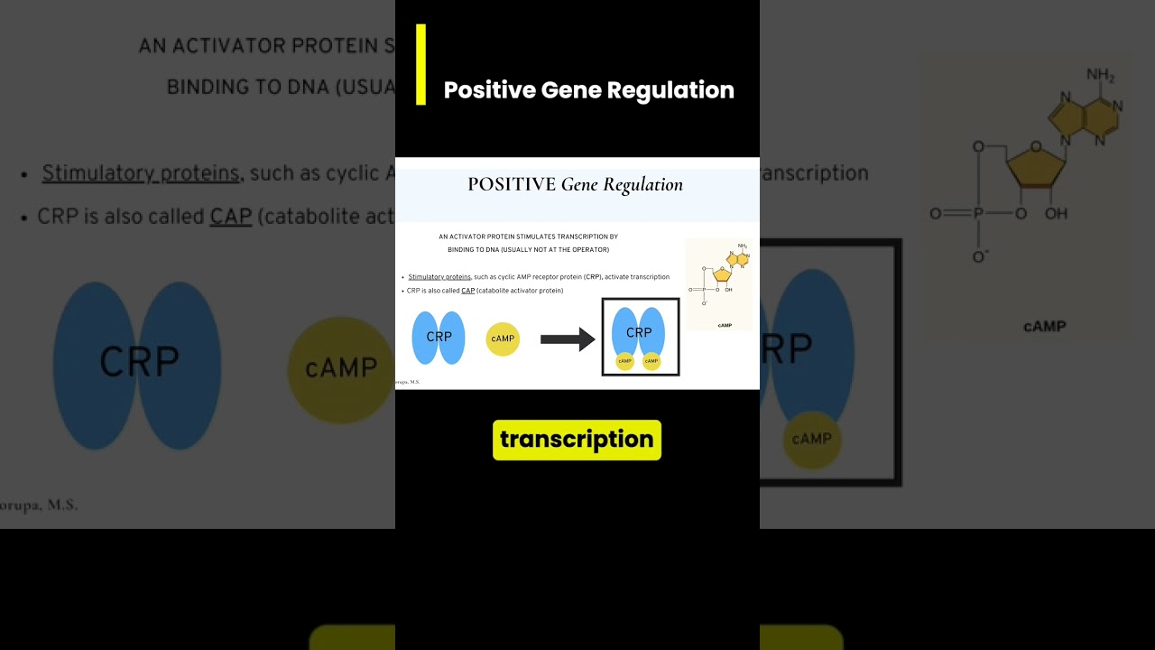 Positive Gene Regulation: cAMP and CRP/CAP