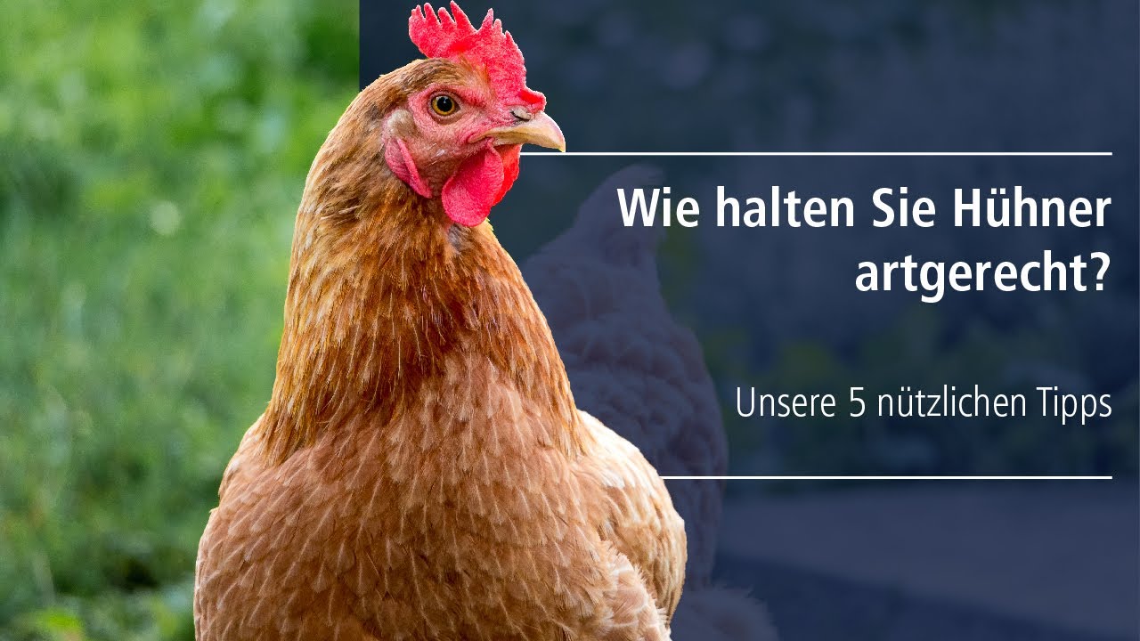 Wie halten Sie H&uuml;hner artgerecht?