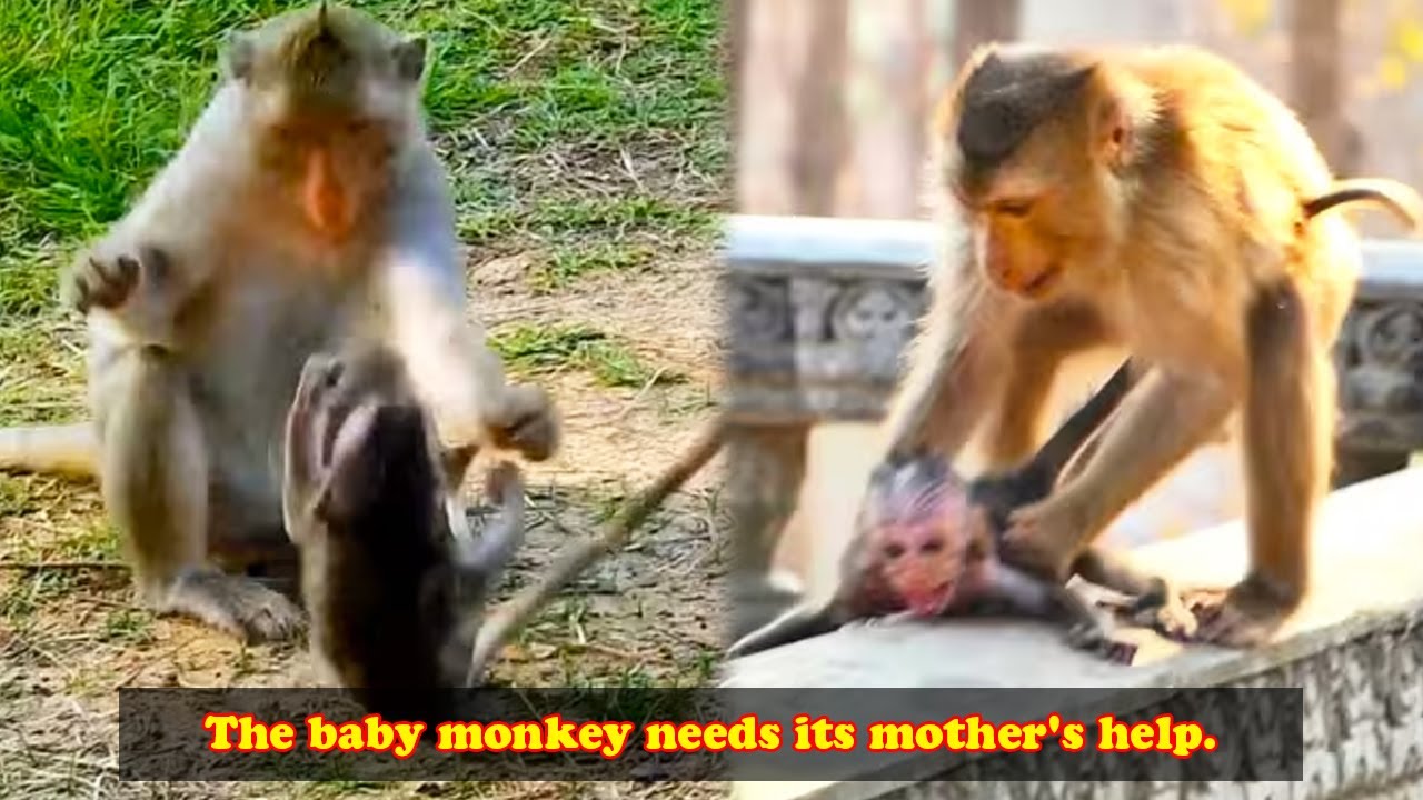 The adorable baby monkey is crying; it needs its mother's help.